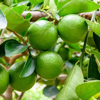 Yeşil Limon Doğal